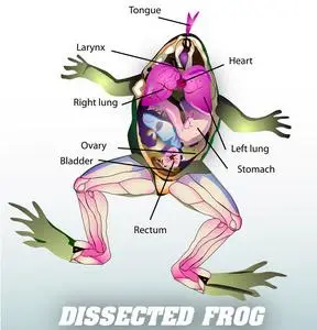 矢量青蛙解剖的青蛙矢量照片