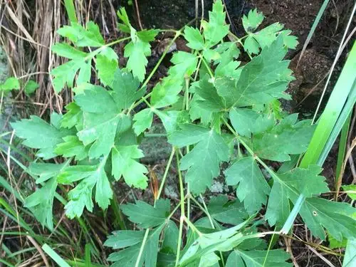 农村这种常见的野草可卖8元一斤,还能散风清热,成农民致富草