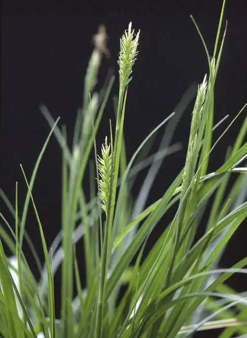 尖叶薹草 (植物)