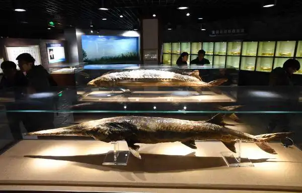 观众在中科院水生生物博物馆参观长江白鲟标本(前)和长江中华鲟标本