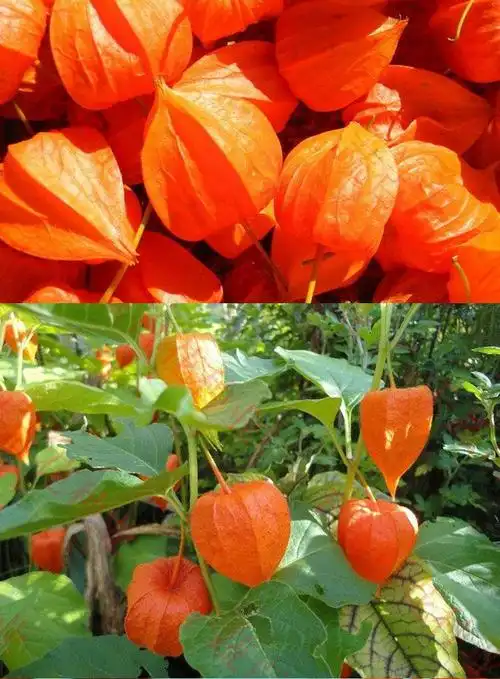 东北长白山野生红姑娘鲜果中药材皮灯笼果锦灯笼红菇娘挂金灯500g