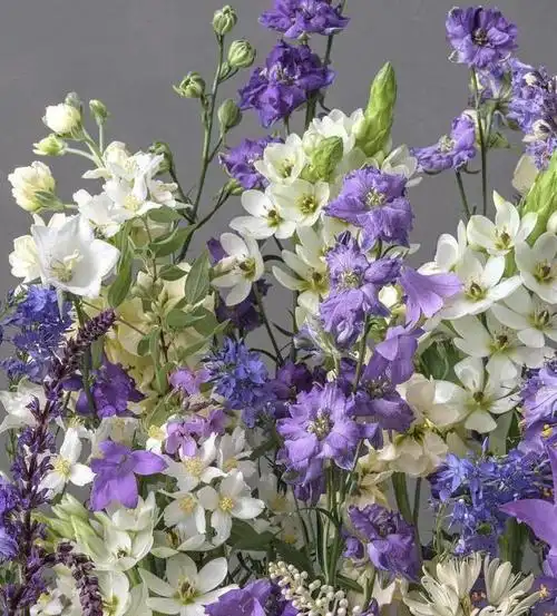 百花争艳,美不胜收!