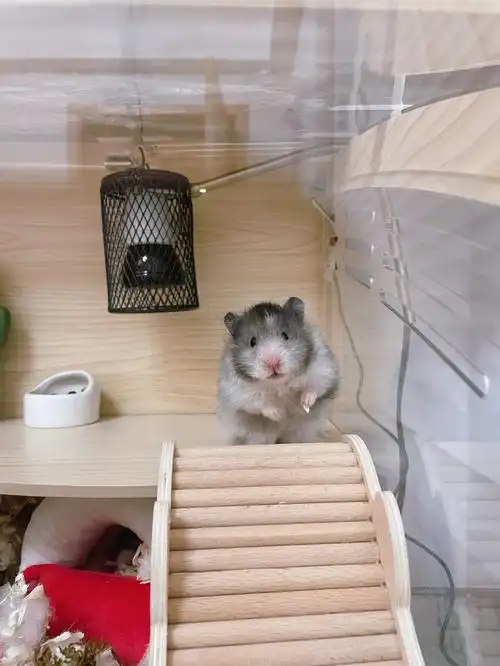 黑波利  #黑波利金丝熊  #我家宠物好可爱  #仓鼠日常  #金丝熊