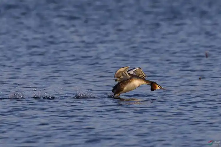 幸福的凤头䴙䴘水上跑