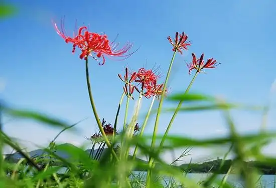 彼岸花花语大全