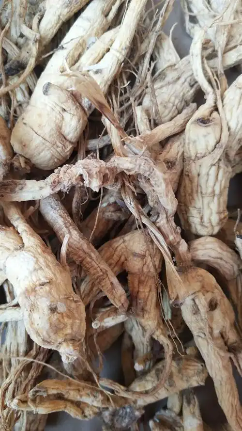 蔸参的药用价值   蔸参有卖