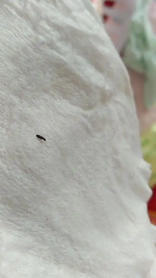 大家帮忙看看这是什么虫子