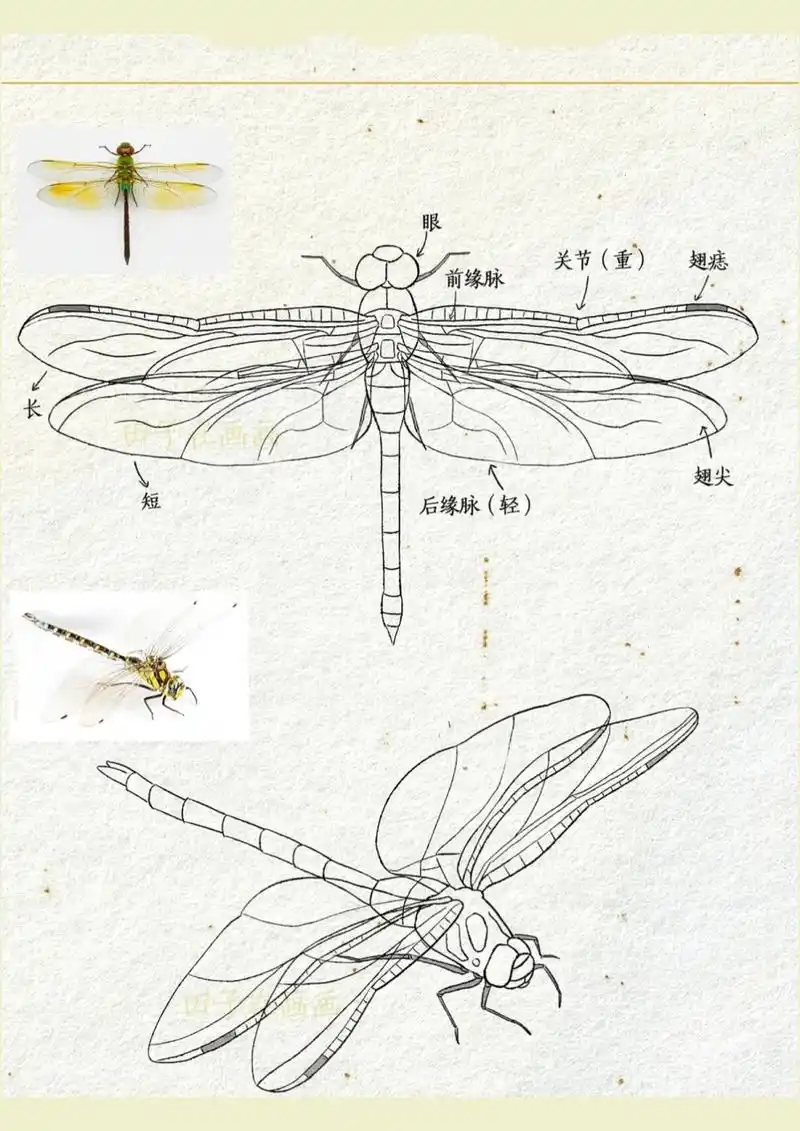 怎么能少的了蜻蜓呢,今天研究了一下蜻蜓的结构,蜻蜓该怎么画 	 蜻蜓