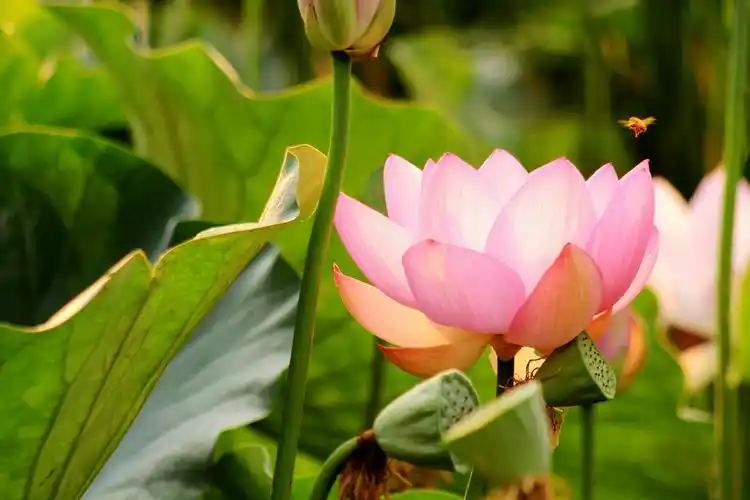 藏在草丛里面的荷花