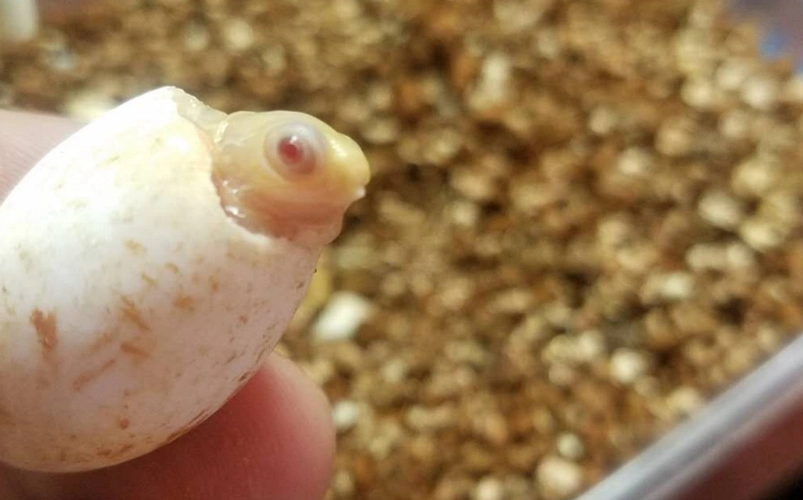 比刷屏的虎纹草更高格逼的二代白化草龟苗