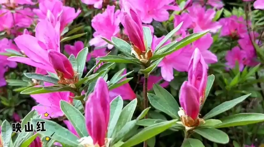 映山红 】热烈奔放,吉祥美好,春天和革命胜利的象征!