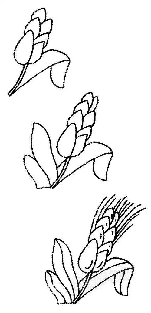 稻子简笔画稻子简笔画彩色