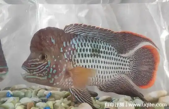 三大流氓鱼观赏鱼是哪三种杂鲷十间鱼玉面皇冠鱼中三贱客