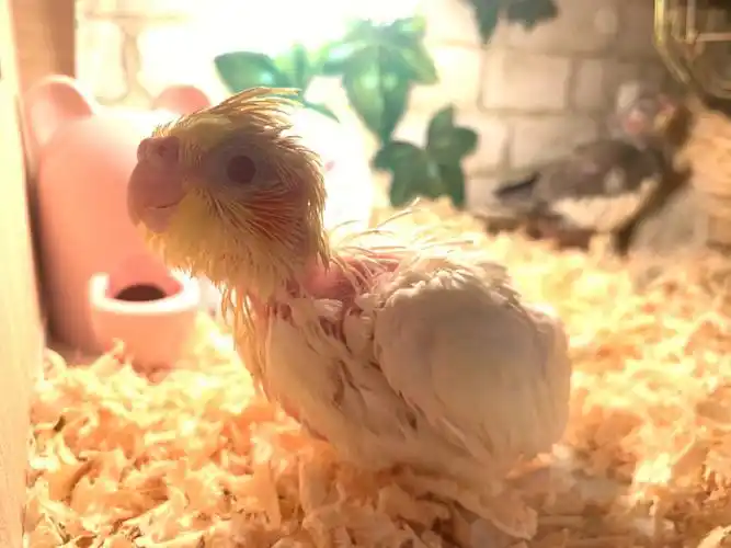 25天的玄凤小奶鸡