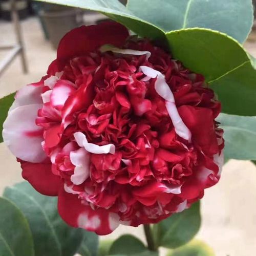 花佛鼎茶花 佛鼎茶 花鹤鼎 夺金 十大名花之一