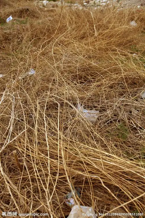 枯草图片