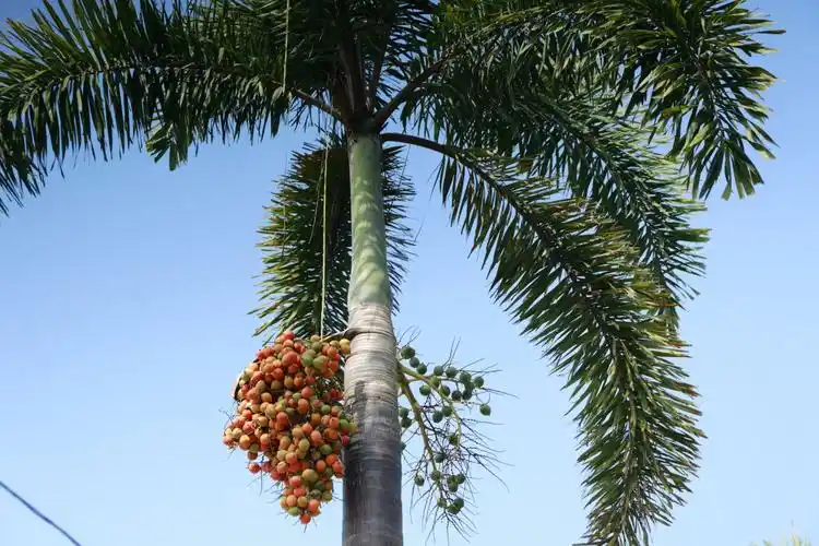 园区汇集有200多种棕榈植物,130多种海南特色树种以及世界各地椰子