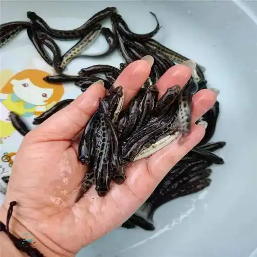 广东生鱼苗 杂交黑鱼苗 财鱼生长速度快火头鱼苗