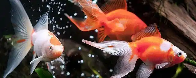 金鱼是睁着眼睛睡觉的吗?为什么?鱼睡觉的姿态是什么样的?