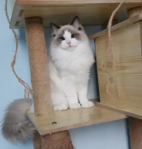 成都布偶猫舍 海双蓝双布偶找家中