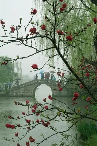 清明时节雨纷纷