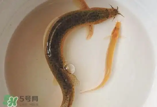 泥鳅吃什么食物
