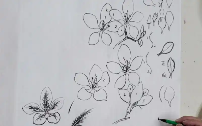 柳州紫荆花,白描画法