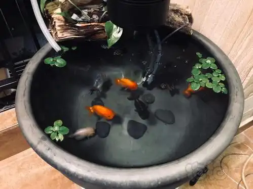 金鱼和锦鲤 【经验分享】初养兰寿的故事自从几年前缸养日本锦鲤失败