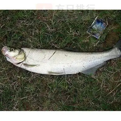 翘嘴鱼一般指红鳍鲌 ,又叫 短尾鲌,黄掌皮等,属