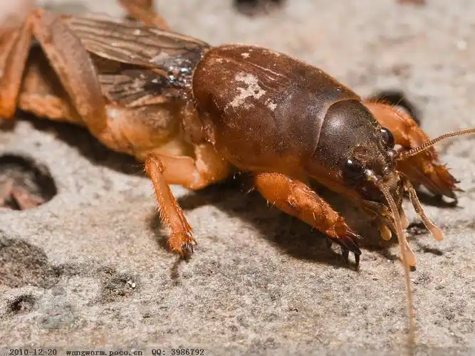 gryllotalpa unispina