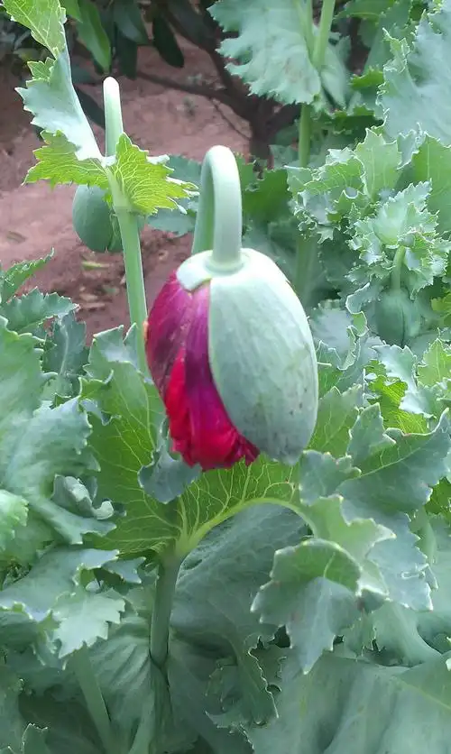 罂粟,罂粟花,她美丽,妖艳………大烟,贩毒,吸毒……每年都会种上几颗