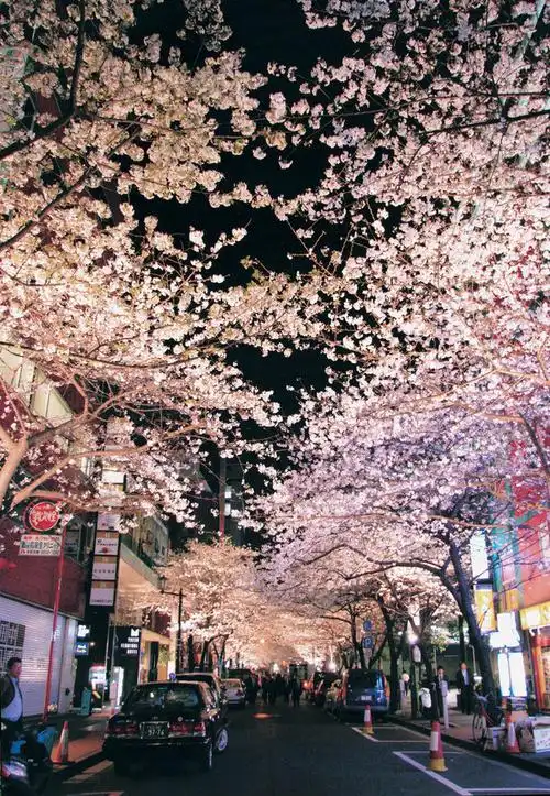2019日本樱花季即将到来,感受东京8处夜樱名所的魅力