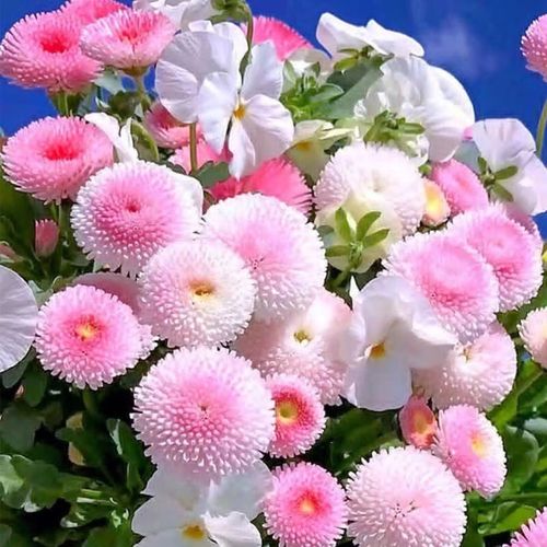 北蔬 花种子四季种大全室外开花野花组合花籽 重瓣雏菊(上白下红)种子