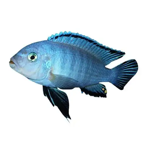 热带鱼观赏鱼非洲王子凤凰三湖慈鲷鱼马鲷坦鲷杂鲷岩栖三湖鲷鱼 随机2