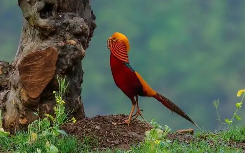 鸡中凤凰……红腹锦鸡