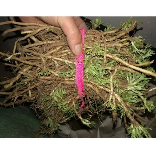 芦蒿种苗藜蒿根茎驴蒿多年生蔬菜菜苗根苗100棵其它