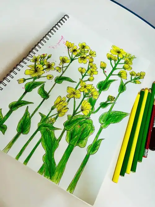 带娃日常画个春天里的油菜花