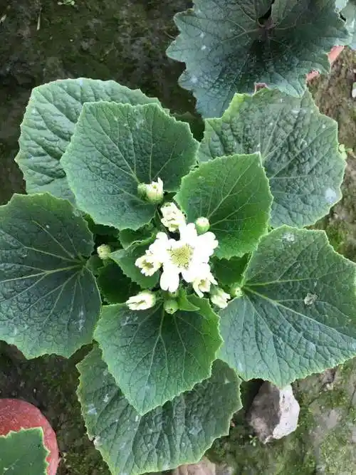 瓜叶菊工程苗批发价瓜叶菊批发