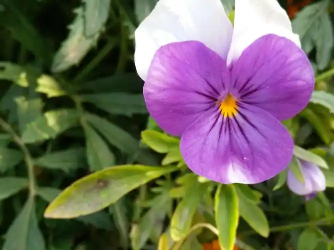 三片花瓣,多像幸运草.