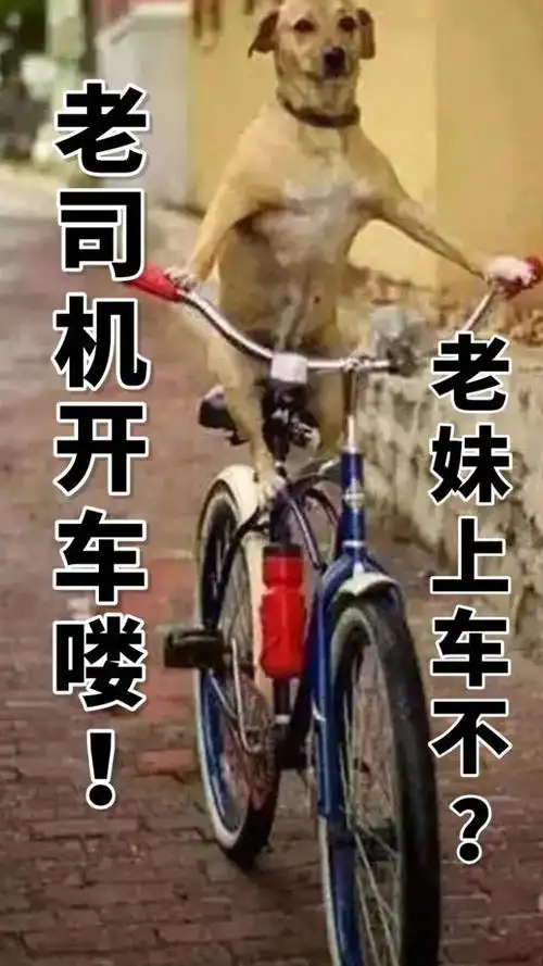 表情包 - 日常表情包