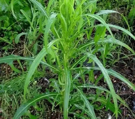 山莴苣别名:鸭子食,鹅食菜,燕尾,山生菜,野生菜.可食用.可入药.