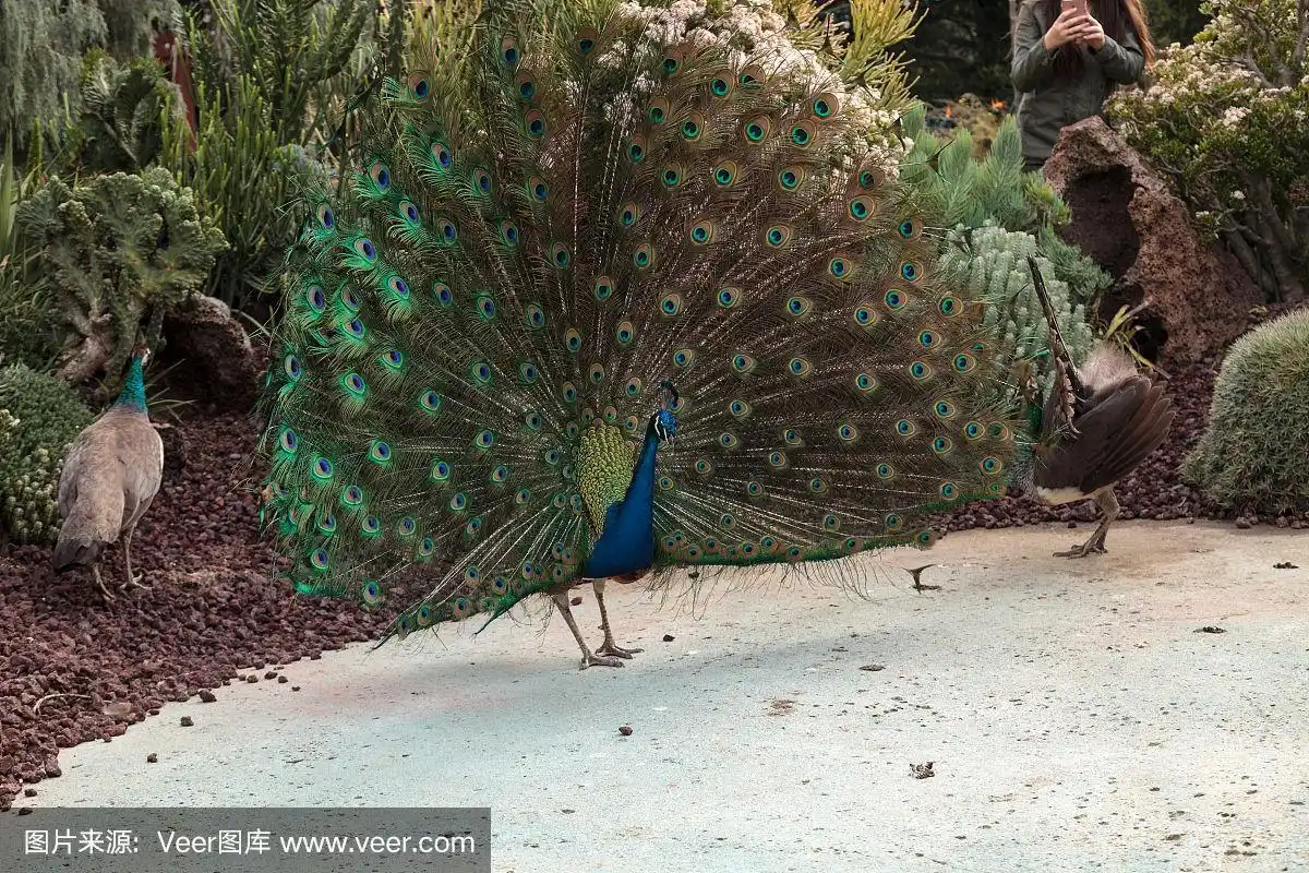 蓝色和绿色雄孔雀的交配展示