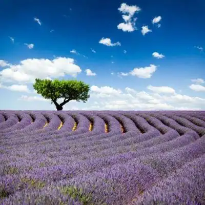 微信头像薰衣草图片大全-其他花草_【三农电视网】农村养殖致富项目