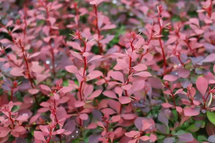 求购灯塔东北连翘小苗红叶李球清地价