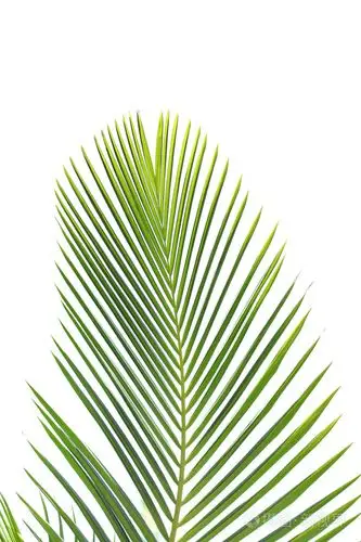 棕榈树的叶子