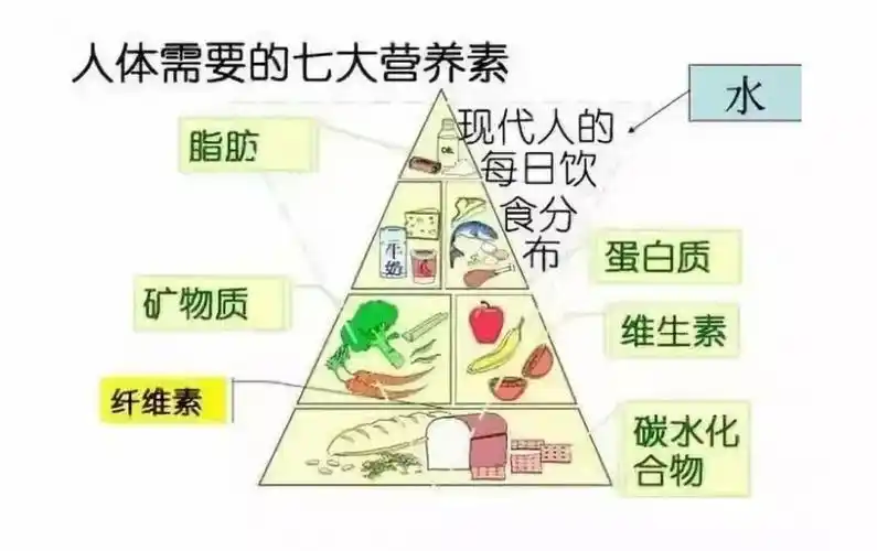 人体需要的7大营养素