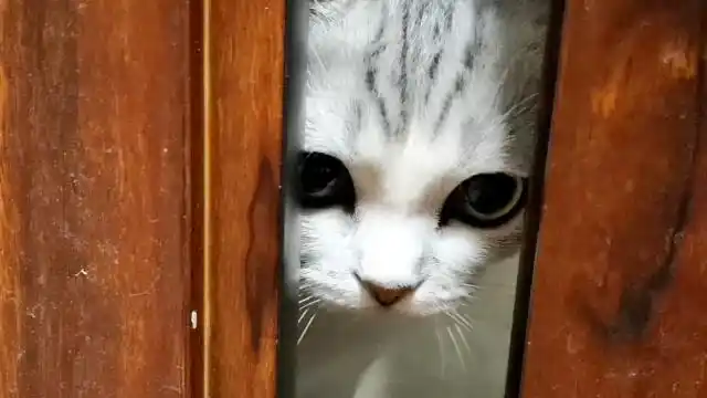 小猫偷偷扒门缝,到底在看啥呢?