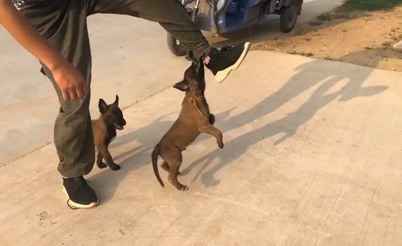 7个月大的马犬训练物品看守科目,干得漂亮,这样的马犬你喜欢吗