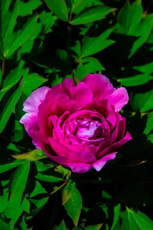 赏花半开时……〈牡丹花〉.学拍:远目清心