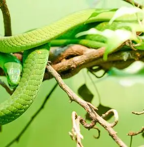 西方绿色黑曼巴图片